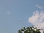 img_1780.jpg
